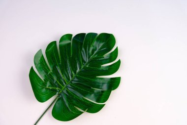 Yeşil Monstera deliciosa metin alanı ile parlak arkaplan üzerinde bırakır