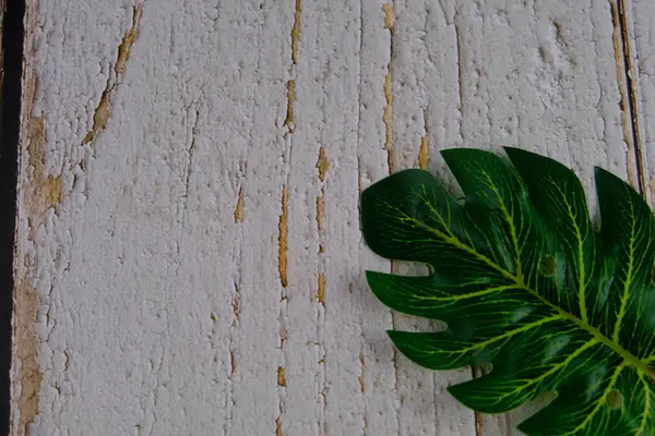 Yeşil Monstera deliciosa beyaz ahşap zemin üzerinde metin alanı ile yapraklar
