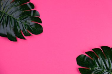 Pembe arkaplanda yeşil canavar yaprakları ve metin alanı