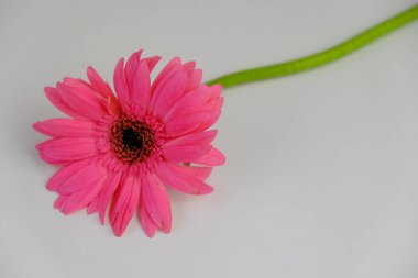 Üst görüntüde pembe gebera, huzurlu bir pastel arka planda mesaj, aşk ve romantik konsept için metin alanı var.