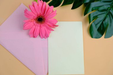 Üst görüntüde pembe gebera, huzurlu bir pastel arka planda mesaj, aşk ve romantik konsept için metin alanı var.