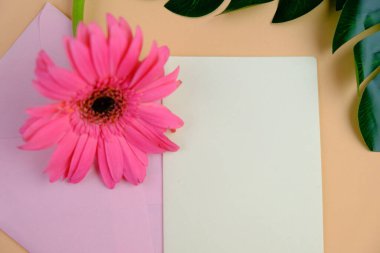 Üst görüntüde pembe gebera, huzurlu bir pastel arka planda mesaj, aşk ve romantik konsept için metin alanı var.