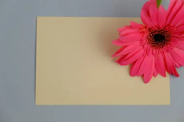 Üst görüntüde pembe gebera, huzurlu bir pastel arka planda mesaj, aşk ve romantik konsept için metin alanı var.