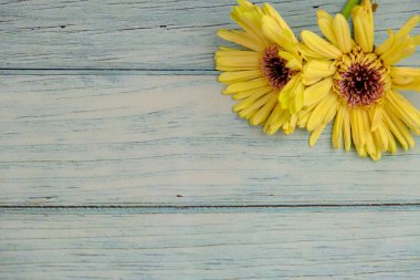 Sade bir arkaplana yerleştirilmiş şablon çiçekleri. Mesaj alanı ve sevgililer günü için bir model. Beyaz kağıt davetiye kartı. Zarf ve çiçeklerle maket. Kopya alanı ile maket.