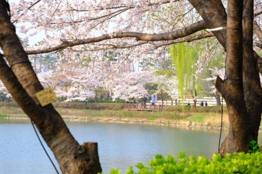 Bahar mevsiminde çiçek açan Sakura (kiraz çiçeği) bulanık arkaplanda metin boşluğu ile izole edilmiş