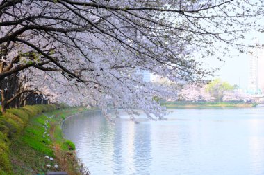 Bahar mevsiminde çiçek açan Sakura (kiraz çiçeği) bulanık arkaplanda metin boşluğu ile izole edilmiş