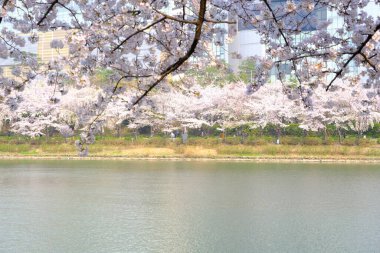 Bahar mevsiminde çiçek açan Sakura (kiraz çiçeği) bulanık arkaplanda metin boşluğu ile izole edilmiş