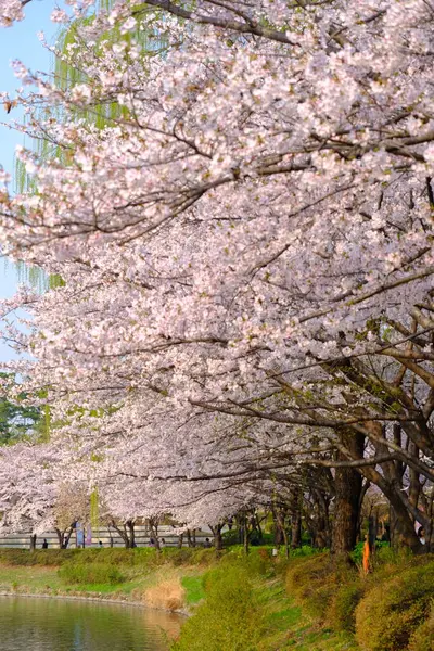 Bahar mevsiminde çiçek açan Sakura (kiraz çiçeği) bulanık arkaplanda metin boşluğu ile izole edilmiş