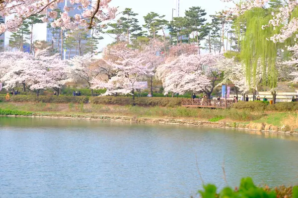 Bahar mevsiminde çiçek açan Sakura (kiraz çiçeği) bulanık arkaplanda metin boşluğu ile izole edilmiş