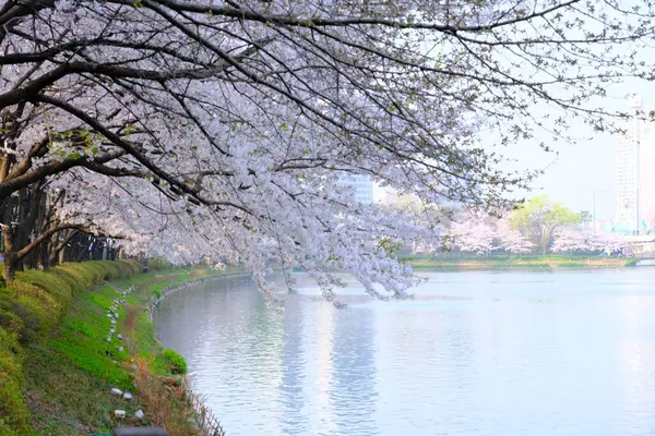 Bahar mevsiminde çiçek açan Sakura (kiraz çiçeği) bulanık arkaplanda metin boşluğu ile izole edilmiş