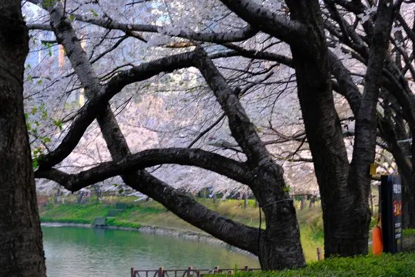 Bahar mevsiminde çiçek açan Sakura (kiraz çiçeği) bulanık arkaplanda metin boşluğu ile izole edilmiş