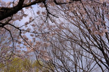 Bahar mevsiminde çiçek açan Sakura (kiraz çiçeği) bulanık arkaplanda metin boşluğu ile izole edilmiş