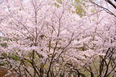 Bahar mevsiminde çiçek açan Sakura (kiraz çiçeği) bulanık arkaplanda metin boşluğu ile izole edilmiş