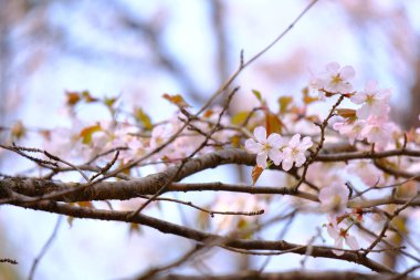 Bahar mevsiminde çiçek açan Sakura (kiraz çiçeği) bulanık arkaplanda metin boşluğu ile izole edilmiş