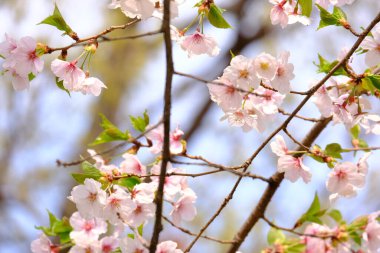 Bahar mevsiminde çiçek açan Sakura (kiraz çiçeği) bulanık arkaplanda metin boşluğu ile izole edilmiş