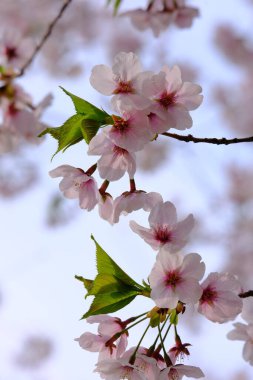 Bahar mevsiminde çiçek açan Sakura (kiraz çiçeği) bulanık arkaplanda metin boşluğu ile izole edilmiş