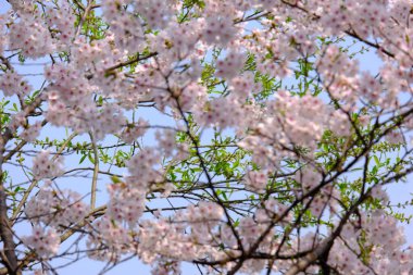 Bahar mevsiminde çiçek açan Sakura (kiraz çiçeği) bulanık arkaplanda metin boşluğu ile izole edilmiş