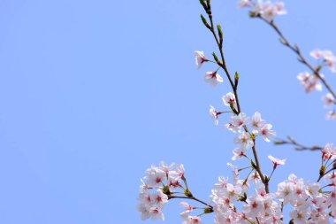Bahar mevsiminde çiçek açan Sakura (kiraz çiçeği) bulanık arkaplanda metin boşluğu ile izole edilmiş