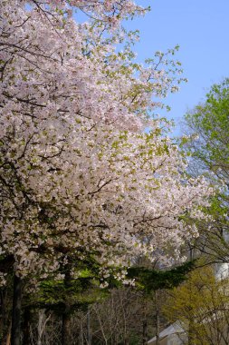 Bahar mevsiminde çiçek açan Sakura (kiraz çiçeği) bulanık arkaplanda metin boşluğu ile izole edilmiş