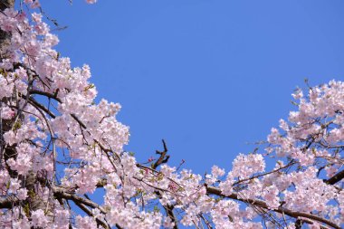 Bahar mevsiminde çiçek açan Sakura (kiraz çiçeği) bulanık arkaplanda metin boşluğu ile izole edilmiş