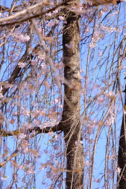 Bahar mevsiminde çiçek açan Sakura (kiraz çiçeği) bulanık arkaplanda metin boşluğu ile izole edilmiş