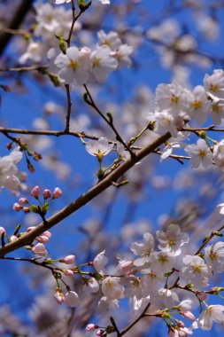 Bahar mevsiminde çiçek açan Sakura (kiraz çiçeği) bulanık arkaplanda metin boşluğu ile izole edilmiş