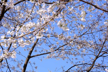 Bahar mevsiminde çiçek açan Sakura (kiraz çiçeği) bulanık arkaplanda metin boşluğu ile izole edilmiş