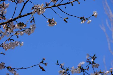 Bahar mevsiminde çiçek açan Sakura (kiraz çiçeği) bulanık arkaplanda metin boşluğu ile izole edilmiş