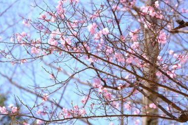 Bahar mevsiminde çiçek açan Sakura (kiraz çiçeği) bulanık arkaplanda metin boşluğu ile izole edilmiş