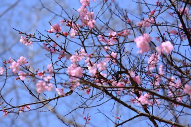 Bahar mevsiminde çiçek açan Sakura (kiraz çiçeği) bulanık arkaplanda metin boşluğu ile izole edilmiş
