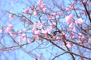 Bahar mevsiminde çiçek açan Sakura (kiraz çiçeği) bulanık arkaplanda metin boşluğu ile izole edilmiş