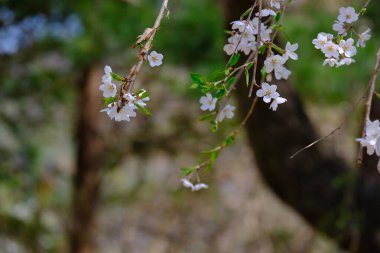 Bahar mevsiminde çiçek açan Sakura (kiraz çiçeği) bulanık arkaplanda metin boşluğu ile izole edilmiş