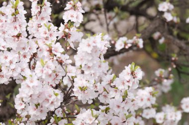 Bahar mevsiminde çiçek açan Sakura (kiraz çiçeği) bulanık arkaplanda metin boşluğu ile izole edilmiş