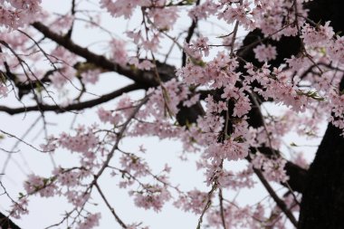 Bahar mevsiminde çiçek açan Sakura (kiraz çiçeği) bulanık arkaplanda metin boşluğu ile izole edilmiş