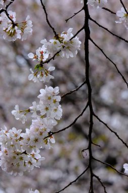 Bahar mevsiminde çiçek açan Sakura (kiraz çiçeği) bulanık arkaplanda metin boşluğu ile izole edilmiş