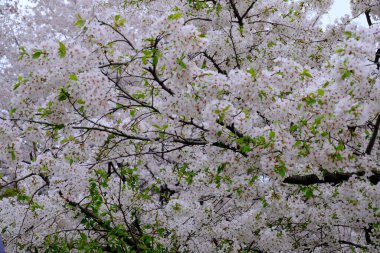 Bahar mevsiminde çiçek açan Sakura (kiraz çiçeği) bulanık arkaplanda metin boşluğu ile izole edilmiş