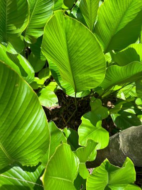 Metin alanı olan yeşil palmiye yapraklarını arkaplan olarak kapat