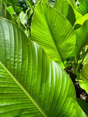 Metin alanı olan yeşil palmiye yapraklarını arkaplan olarak kapat