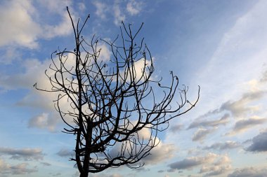 Ağaç dalları gökyüzüne karşı