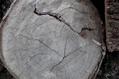 Ortasında çatlak olan ağaç kabuğu dokusu