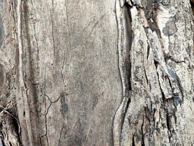 Ağaç Gövdesi deseni makro çekim