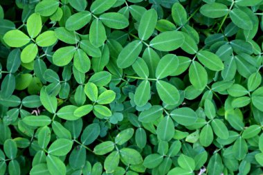 yeşil yapraklar, bitkiler ve yapraklar