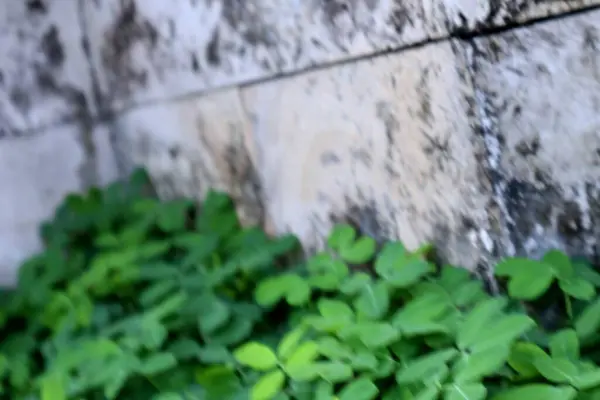 Bahçede yeşil yapraklar