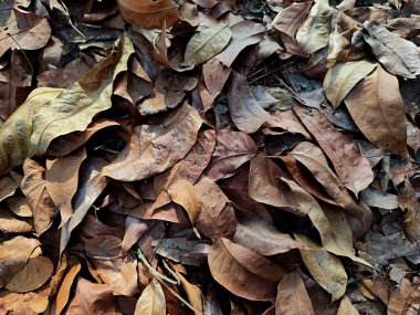 kahverengi sonbahar yaprağı arkaplanı