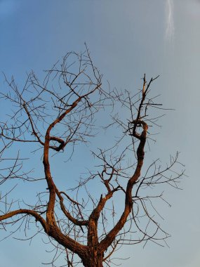 Kuru ağaç dalları, bitki örtüsü.