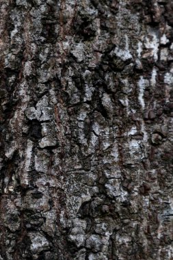 Ağaç kabuğu dokusunu kapat