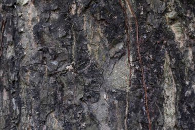Ağaç kabuğu, doğal arka plan