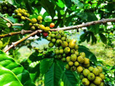 Ağaçtaki kahve çekirdekleri
