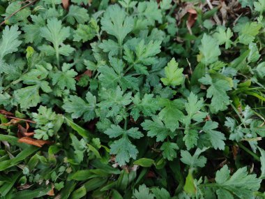 Ormanda yeşil yapraklar