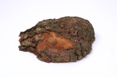 Beyaz arkaplanda eski ağaç kabuğu dokusu